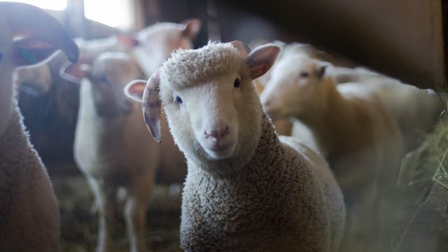 Zwierzątko: ewolucja