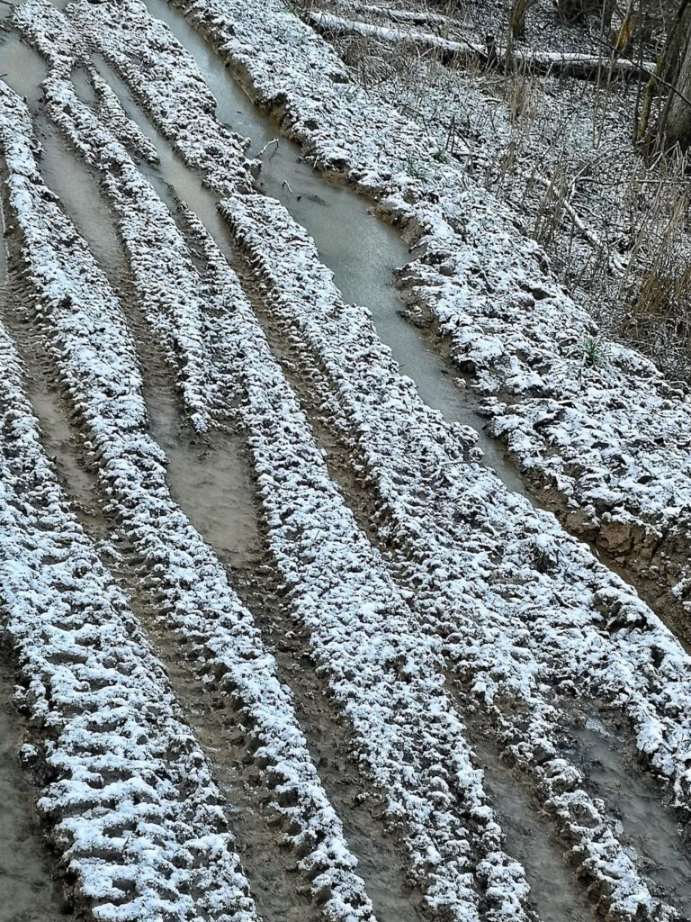 Zapiski z rozjechanego lasu.