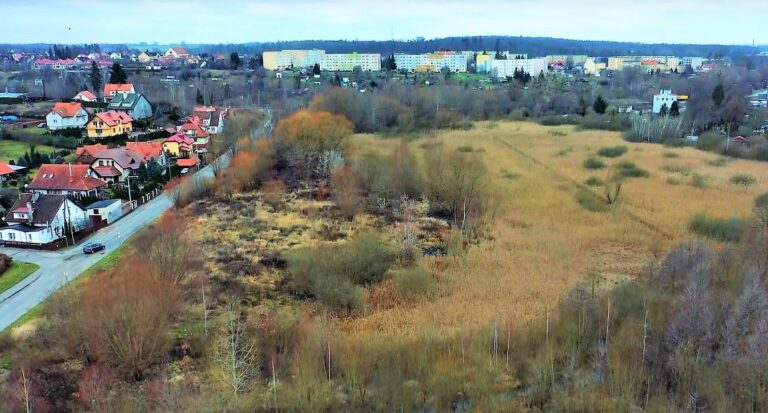 Po co nam bagna w mieście?