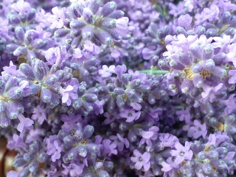 Aromatyczny listopad