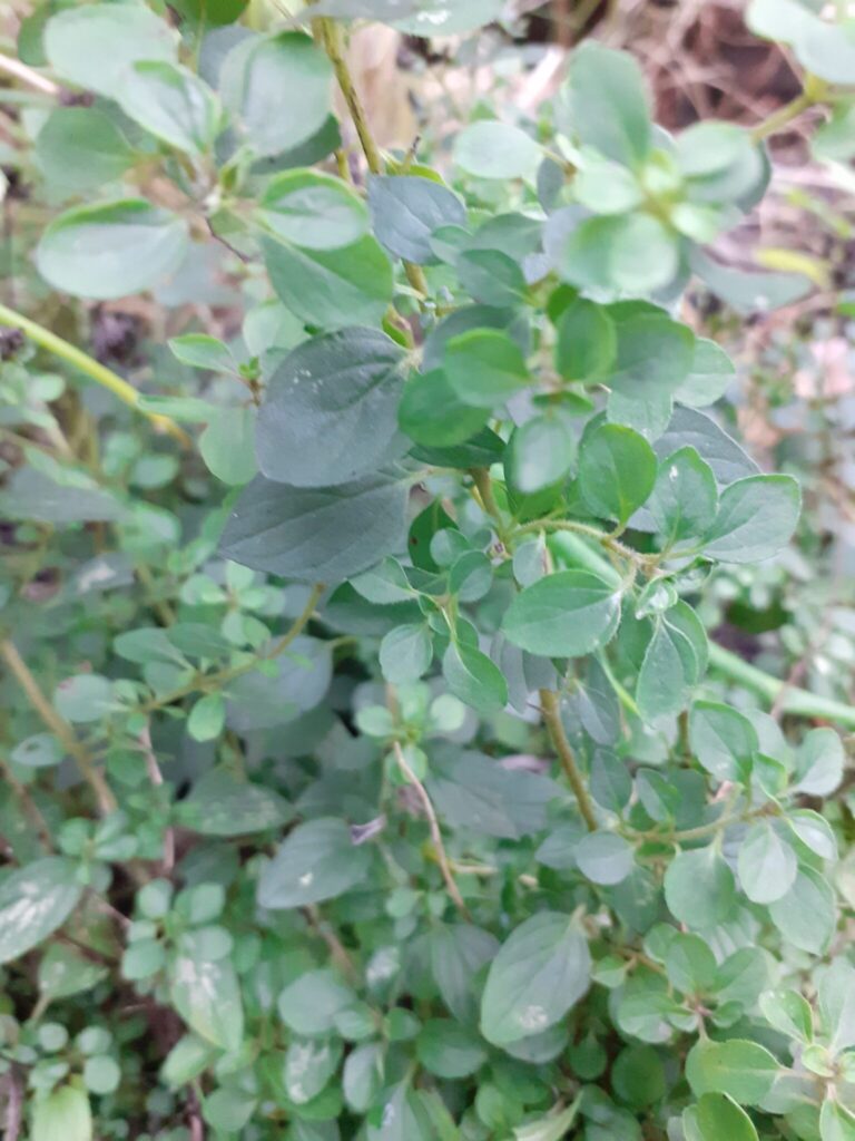 Aromatyczny listopad. Oregano