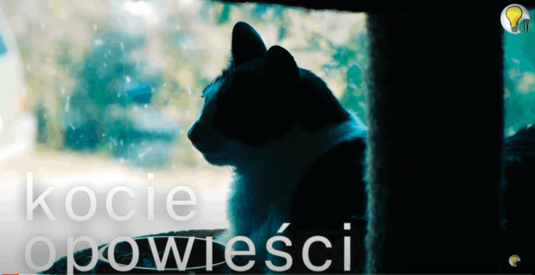 Kocie Opowieści – odwiedzamy ostródzką Kociarnię!