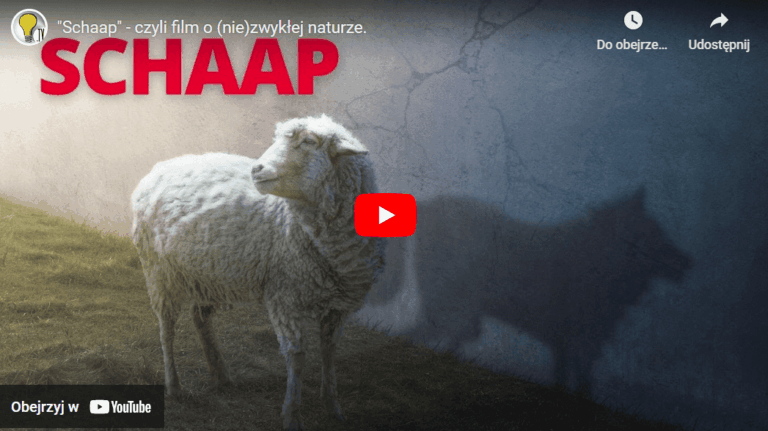 „Schaap” – czyli film o (nie)zwykłej naturze
