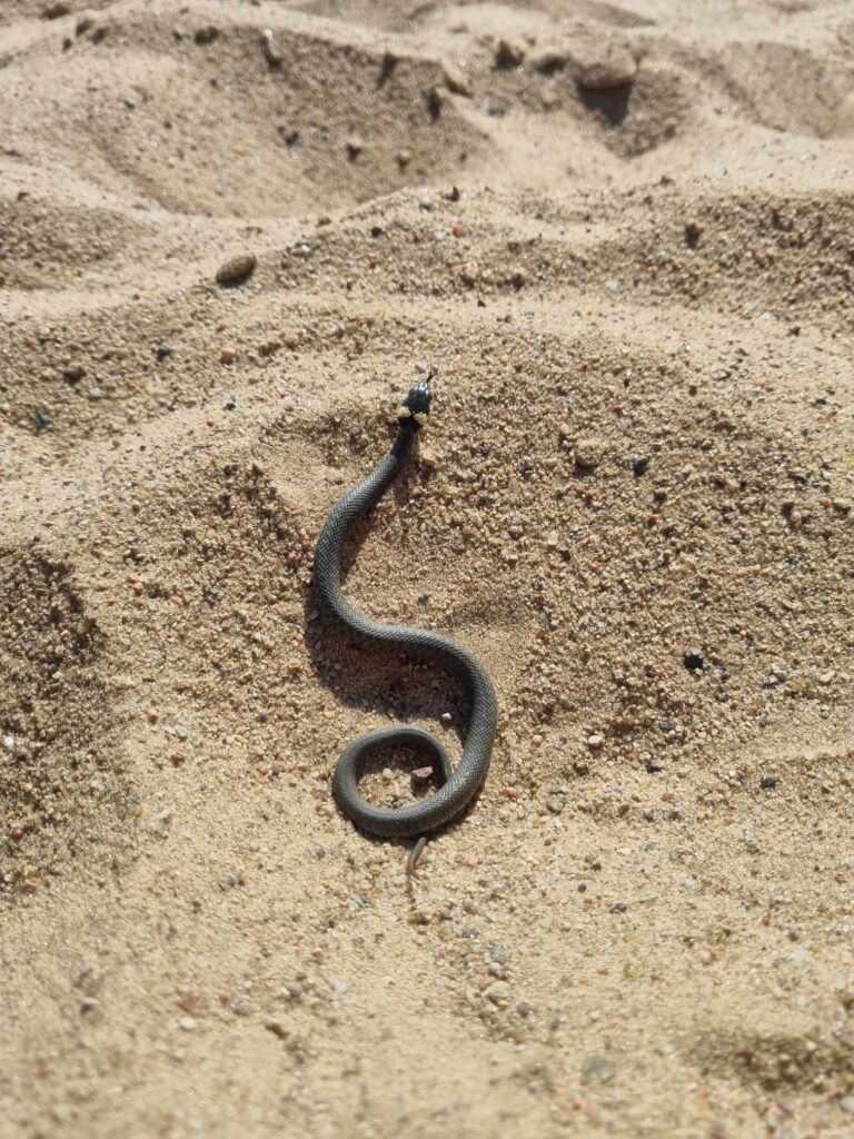 Zaskroniec wyleguje się na plaży w Ostródzie