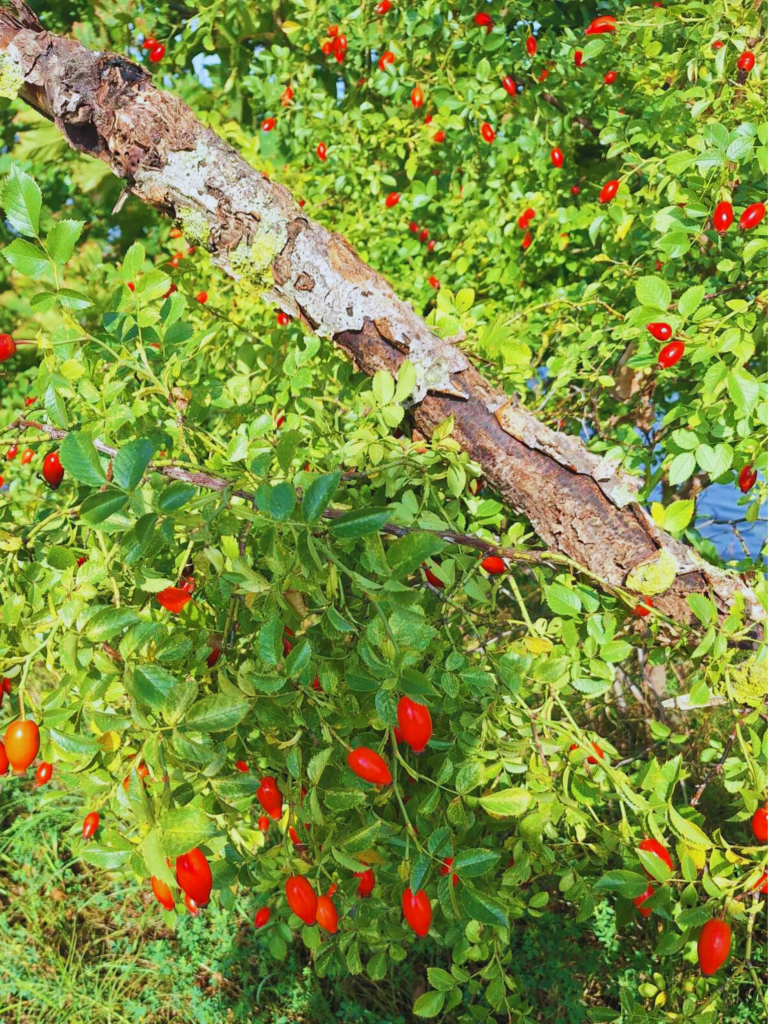 Wrześniowe dary lasu