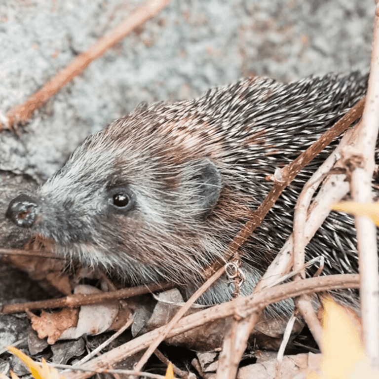 Jeżobzdury do obalenia, czyli fakty i mity o hibernacji jeży